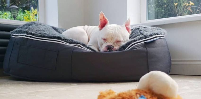 a white sleeping dog on an Ambient lounge Pet bed 